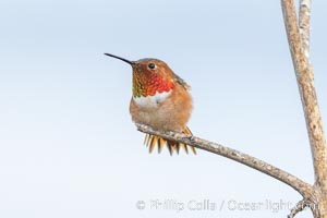 Allen's hummingbird, adult male, Selasphorus sasin, La Jolla, Selasphorus sasin