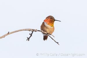 Allen's hummingbird, adult male, Selasphorus sasin, La Jolla, Selasphorus sasin