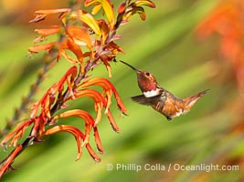Allen's Hummingbird in flight feeding, Selasphorus sasin, La Jolla, Selasphorus sasin