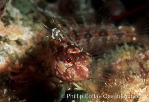 Island kelpfish, Alloclinus holderi, Coronado Islands (Islas Coronado)