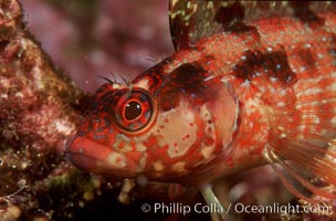 Island kelpfish, Alloclinus holderi, Coronado Islands (Islas Coronado)