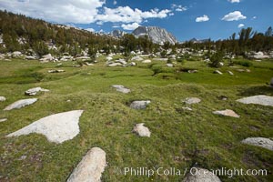 Alpine meadow in Yosemite's High Sierra, on approach on the John Muir Trail to Vogelsang High Sierra Camp, looking south, Yosemite National Park, California