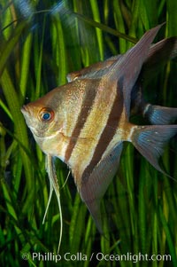 Altum angelfish, Pterophyllum altum