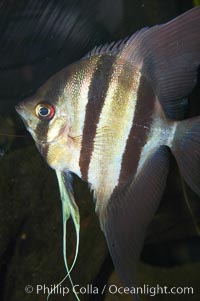 Altum angelfish, Pterophyllum altum