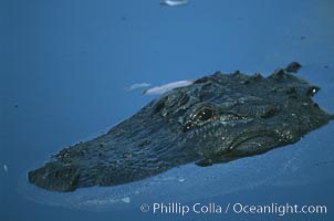 American alligator, Alligator mississippiensis, Homosassa River