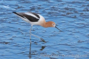 American avocet, female breeding plumage, forages on mud flats, Recurvirostra americana, Upper Newport Bay Ecological Reserve, Newport Beach, California