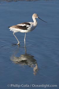 American avocet, forages on mud flats, Recurvirostra americana, Upper Newport Bay Ecological Reserve, Newport Beach, California