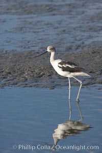 American avocet, forages on mud flats, Recurvirostra americana, Upper Newport Bay Ecological Reserve, Newport Beach, California