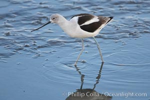 American avocet, male winter plumage, forages on mud flats. Upper Newport Bay Ecological Reserve, Newport Beach, California, USA, Recurvirostra americana, natural history stock photograph, photo id 15676