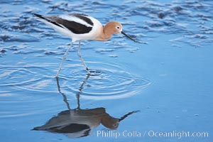 American avocet, female breeding plumage, forages on mud flats, Recurvirostra americana, Upper Newport Bay Ecological Reserve, Newport Beach, California