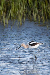 American avocet, forages on mud flats, Recurvirostra americana, Upper Newport Bay Ecological Reserve, Newport Beach, California