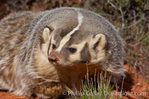 American badger.  Badgers are found primarily in the great plains region of North America. Badgers prefer to live in dry, open grasslands, fields, and pastures, Taxidea taxus