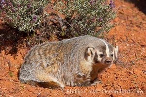 American badger.  Badgers are found primarily in the great plains region of North America. Badgers prefer to live in dry, open grasslands, fields, and pastures, Taxidea taxus