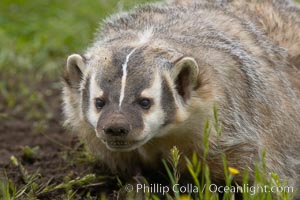 American badger.  Badgers are found primarily in the great plains region of North America. Badgers prefer to live in dry, open grasslands, fields, and pastures, Taxidea taxus