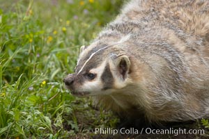 American badger.  Badgers are found primarily in the great plains region of North America. Badgers prefer to live in dry, open grasslands, fields, and pastures, Taxidea taxus