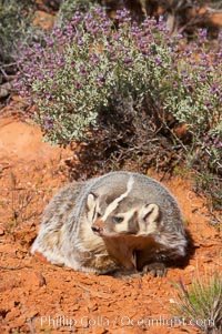 American badger.  Badgers are found primarily in the great plains region of North America. Badgers prefer to live in dry, open grasslands, fields, and pastures, Taxidea taxus