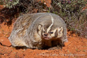 American badger.  Badgers are found primarily in the great plains region of North America. Badgers prefer to live in dry, open grasslands, fields, and pastures, Taxidea taxus