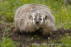 American badger.  Badgers are found primarily in the great plains region of North America. Badgers prefer to live in dry, open grasslands, fields, and pastures, Taxidea taxus