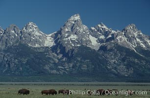 A small herd of American bison -- quintessential symbol of the American West -- graze below the Teton Range, Bison bison, Grand Teton National Park, Wyoming