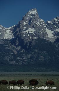 A small herd of American bison -- quintessential symbol of the American West -- graze below the Teton Range, Bison bison, Grand Teton National Park, Wyoming