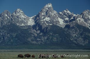 Image 07346, A small herd of American bison -- quintessential symbol of the American West -- graze below the Teton Range. Grand Teton National Park, Wyoming, USA, Bison bison, Phillip Colla, all rights reserved worldwide. Keywords: american bison, animal, animalia, artiodactyla, bison, bison bison, bovidae, bovinae, buffalo, chordata, grand teton, grand teton national park, grand tetons, mammal, national parks, tetons, usa, vertebrata, vertebrate, wyoming.