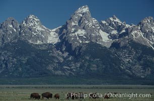 A small herd of American bison -- quintessential symbol of the American West -- graze below the Teton Range, Bison bison, Grand Teton National Park, Wyoming