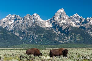A small herd of American bison -- quintessential symbol of the American West -- graze below the Teton Range, Bison bison, Grand Teton National Park, Wyoming