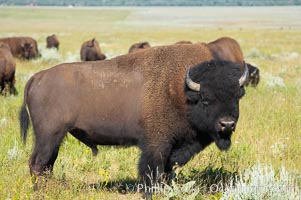 Bison herd, Bison bison, Grand Teton National Park, Wyoming