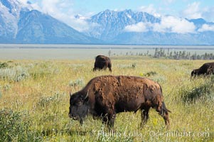 Bison, Bison bison, Grand Teton National Park, Wyoming