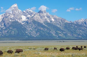Bison herd grazes below the Teton Range, Bison bison, Grand Teton National Park, Wyoming