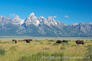 Bison herd grazes below the Teton Range, Bison bison, Grand Teton National Park, Wyoming