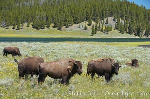 The Hayden herd of bison grazes near the Yellowstone River, Bison bison, Hayden Valley, Yellowstone National Park, Wyoming