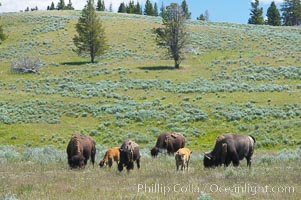 The Hayden herd of bison grazes, a mix of mature adults and young calves, Bison bison, Hayden Valley, Yellowstone National Park, Wyoming