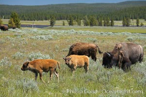 The Hayden herd of bison grazes, a mix of mature adults and young calves, Bison bison, Hayden Valley, Yellowstone National Park, Wyoming