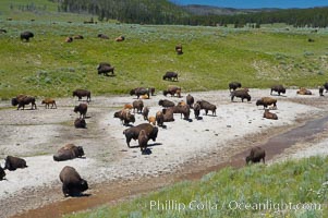 Bison rest in a dry stream bed, Bison bison, Hayden Valley, Yellowstone National Park, Wyoming