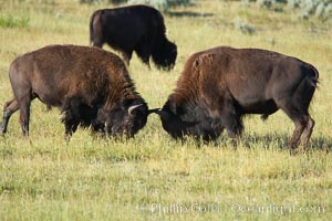 Bison lock horns in a sparring session, Bison bison, Lamar Valley, Yellowstone National Park, Wyoming
