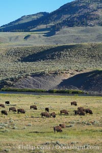 A herd of bison grazes near the Lamar River, Bison bison, Lamar Valley, Yellowstone National Park, Wyoming