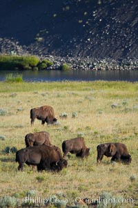 A herd of bison grazes near the Lamar River, Bison bison, Lamar Valley, Yellowstone National Park, Wyoming
