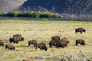 A herd of bison grazes near the Lamar River, Bison bison, Lamar Valley, Yellowstone National Park, Wyoming