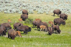 The Lamar herd of bison grazes, a mix of mature adults and young calves, Bison bison, Lamar Valley, Yellowstone National Park, Wyoming