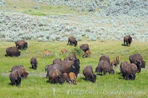 The Lamar herd of bison grazes, a mix of mature adults and young calves, Bison bison, Lamar Valley, Yellowstone National Park, Wyoming