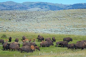 The Lamar herd of bison grazes, a mix of mature adults and young calves, Bison bison, Lamar Valley, Yellowstone National Park, Wyoming