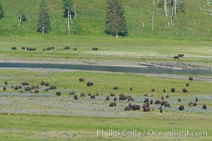 The Lamar herd of bison grazes in the Lamar Valley. The Lamar Valleys rolling hills are home to many large mammals and are often called Americas Serengeti, Bison bison, Yellowstone National Park, Wyoming