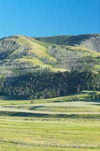 The Lamar herd of bison grazes in the Lamar Valley. The Lamar Valleys rolling hills are home to many large mammals and are often called Americas Serengeti, Bison bison, Yellowstone National Park, Wyoming