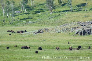 The Lamar herd of bison grazes in the Lamar Valley. The Lamar Valleys rolling hills are home to many large mammals and are often called Americas Serengeti, Bison bison, Yellowstone National Park, Wyoming