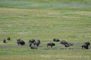 The Lamar herd of bison grazes in the Lamar Valley. The Lamar Valleys rolling hills are home to many large mammals and are often called Americas Serengeti, Bison bison, Yellowstone National Park, Wyoming