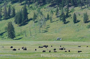 The Lamar herd of bison grazes in the Lamar Valley. The Lamar Valleys rolling hills are home to many large mammals and are often called Americas Serengeti, Bison bison, Yellowstone National Park, Wyoming