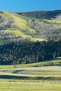 The Lamar herd of bison grazes in the Lamar Valley. The Lamar Valleys rolling hills are home to many large mammals and are often called Americas Serengeti, Bison bison, Yellowstone National Park, Wyoming