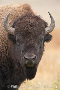 Bison, Bison bison, Yellowstone National Park, Wyoming