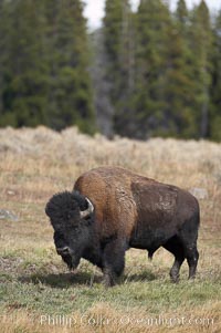 Bison, Bison bison, Yellowstone National Park, Wyoming